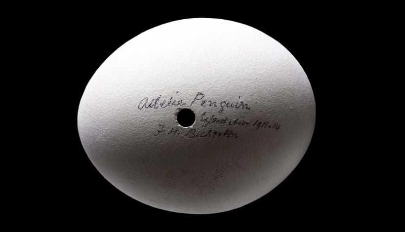 Inline Image - Lot 642: A rare 'Adelie' penguin egg from the Australian 1911-14 Antarctic expedition, Adelie Land, Antarctic, early 20th century | Est. £2,000-3,000 (+ fees)