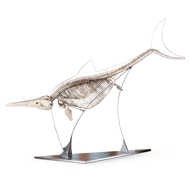 ‡ Ichthyosaur (Stenopterygius Sp), Toarcian, Lower Jurassic, (ca. 195 MA)