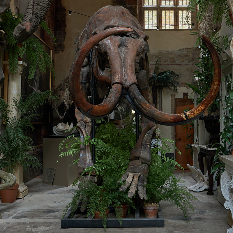 ‡ Woolly Mammoth (Mammuth Primigenius), Upper Plestocene, Poland