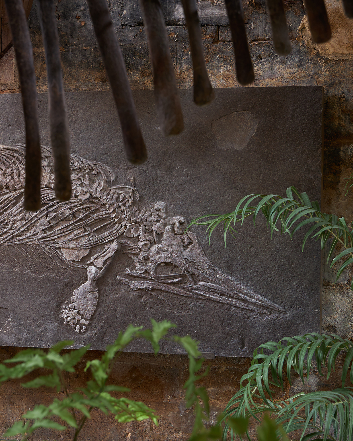 A Jurassic Journey at Parnham Park | Natural History Auction Highlights | Tuesday 13 May 2025