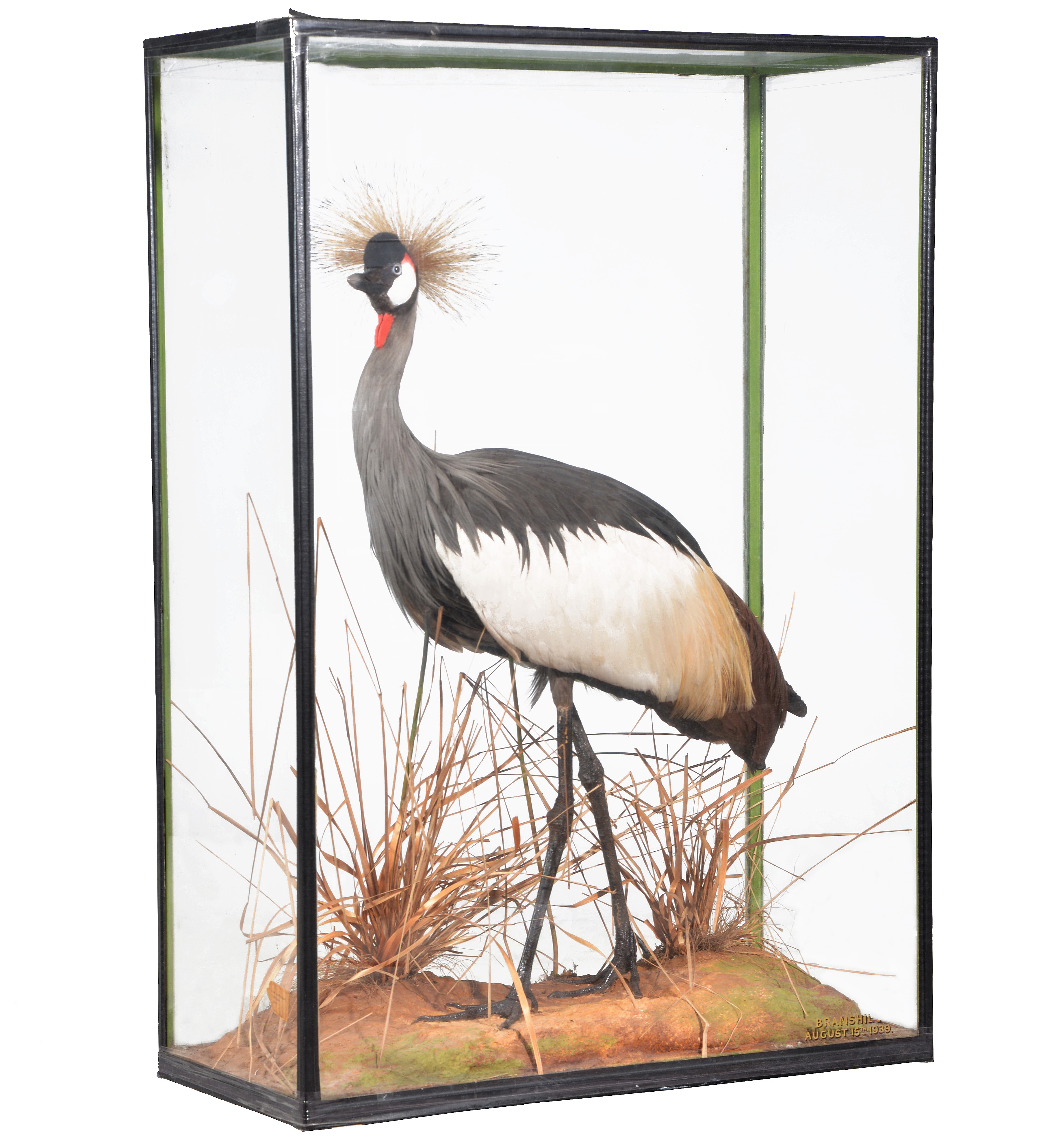 Grey Crowned Crane.jpg