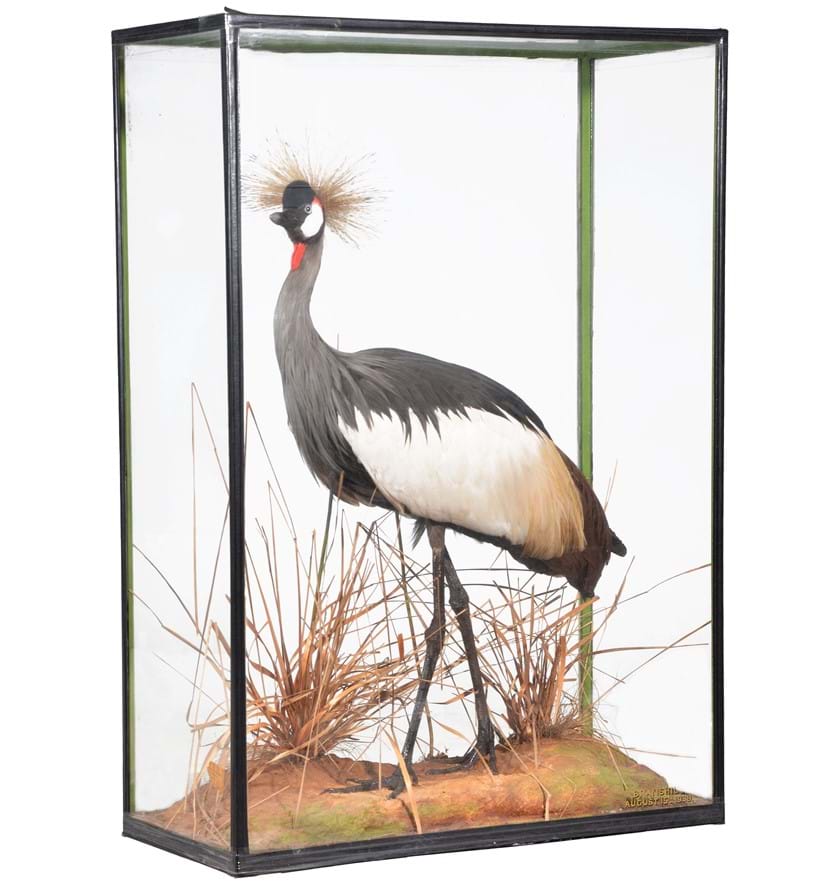 Inline Image - A preserved grey crowned crane, Balearica regulorum, Roland Ward, London, dated 1939 | Sold for £1,375