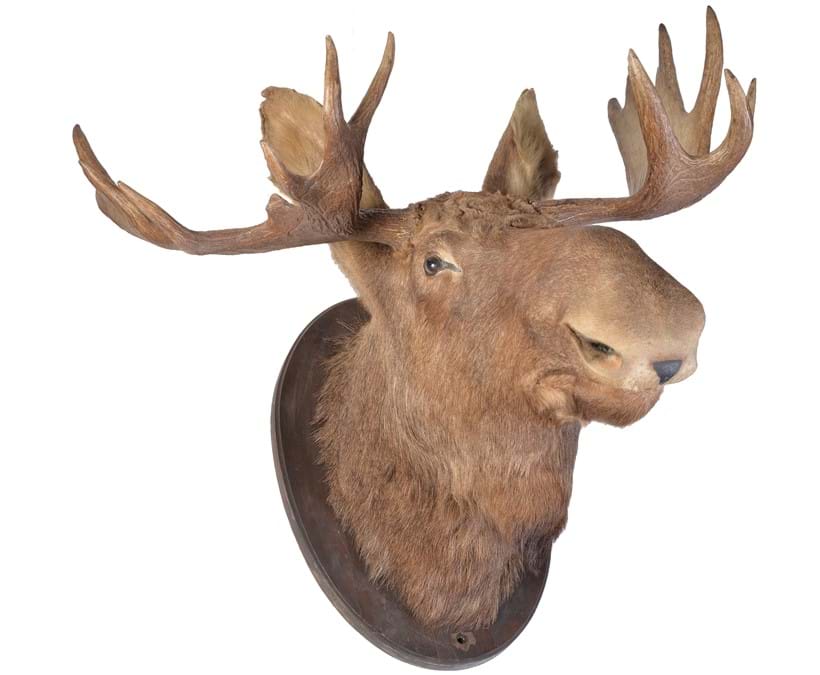 Inline Image - A preserved shoulder mount of a bull elk or moose, Alces Alces, 20th century | Sold for £1,116