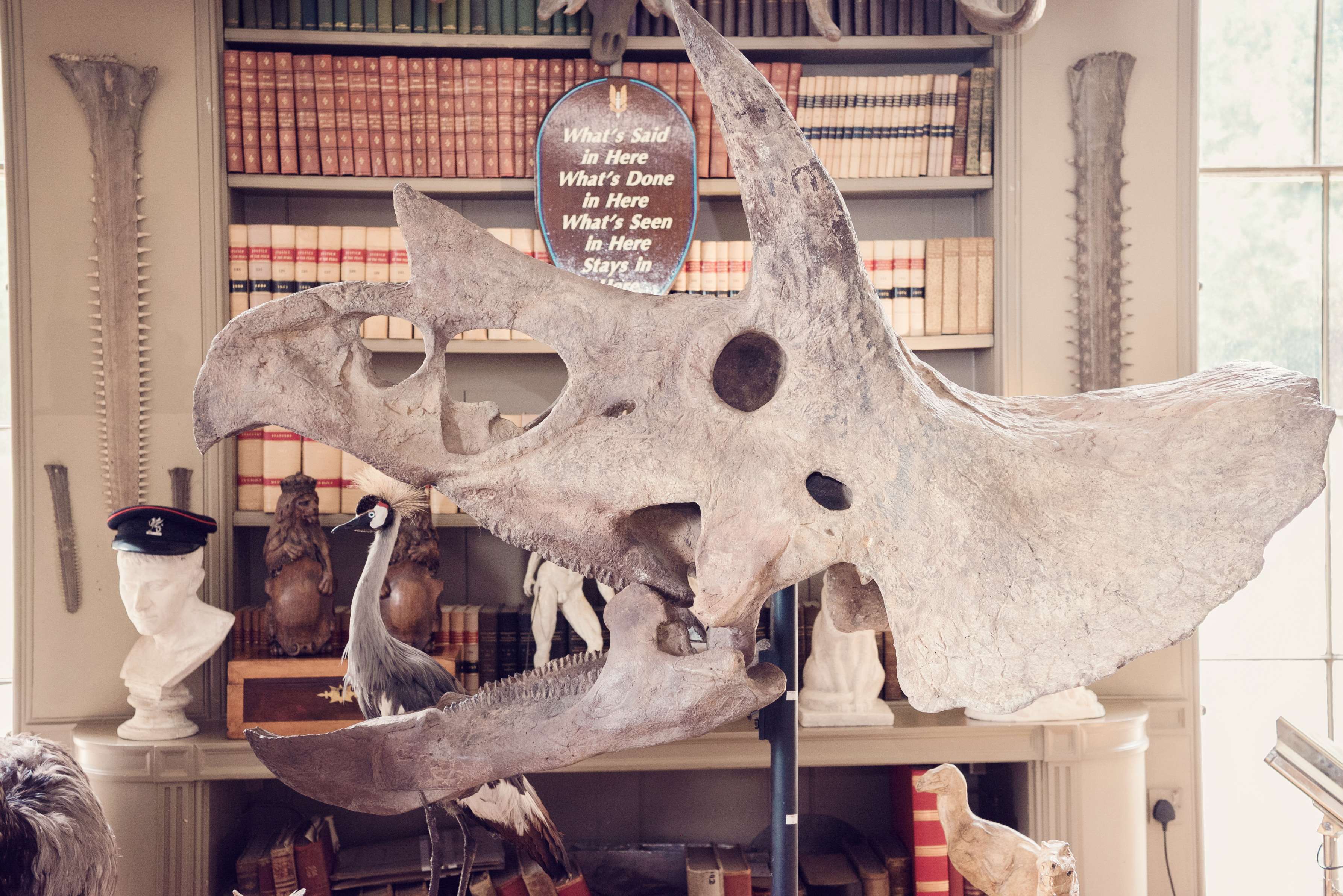 The skull of a Triceratops | Aynhoe Park: The Celebration of A Modern Grand Tour
