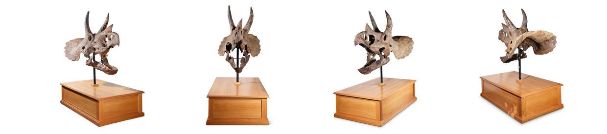 Aynhoe Park | The Skull of a Triceratops offered at auction