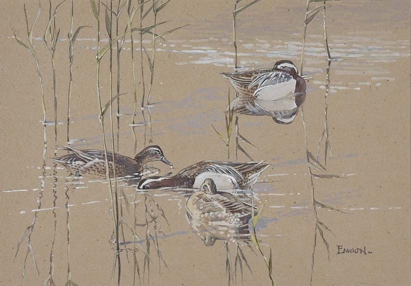 Inline Image - Lot 35: λ Eric Arnold Roberts Ennion (British 1900-1981), ‘Garganey in thin reeds’, watercolour and wash, heightened with white | Est. £300-500 (+ fees)
